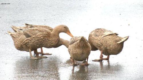 推荐相邻两家鸭子每天自动组队出门，主人故意少放3只，鸭子竟一直等