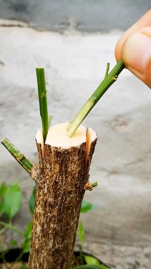 枇杷嫁接方法及时间