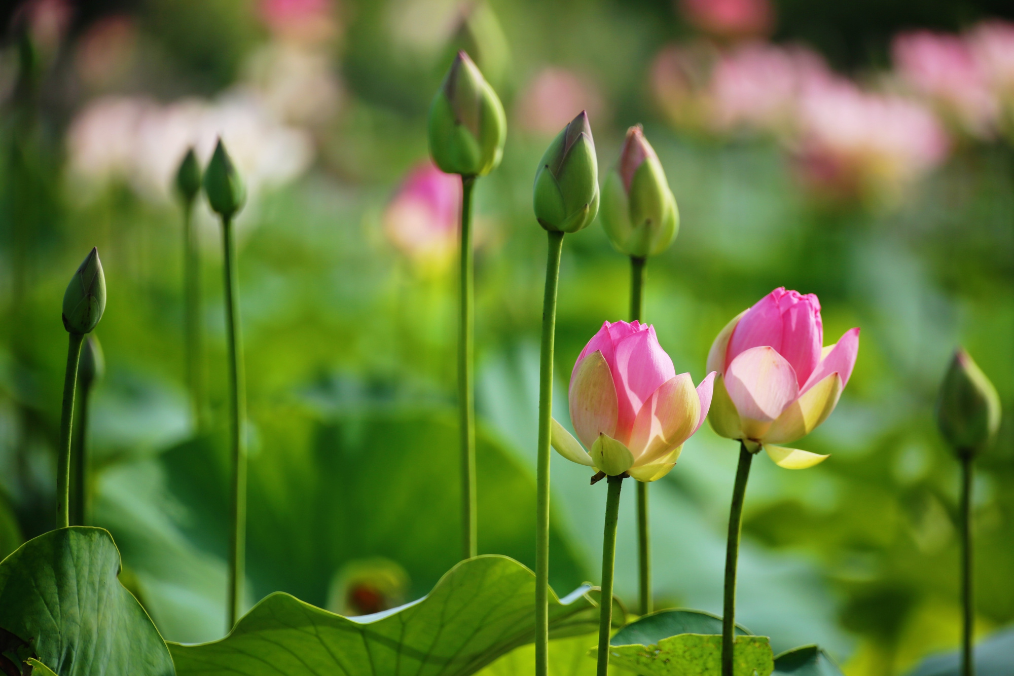 九龙湾花星球:这里满池荷花睡莲翩翩起舞,惊艳了初夏