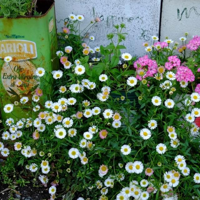 墨西哥飞蓬草,宿根花境里高颜值,低维护植物