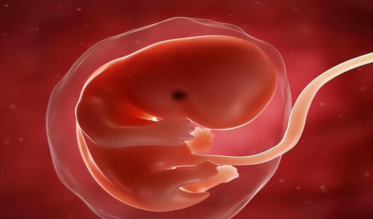 一个月的胎儿有多大图片