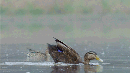 440_248gif 动态图 动图