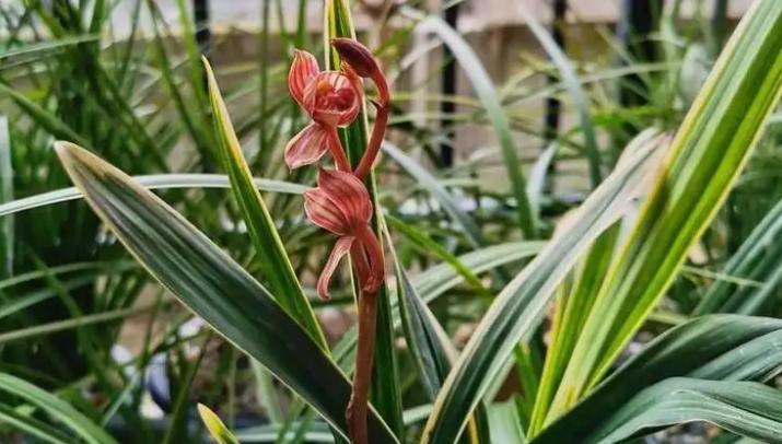 东方红神荷,一款品相独特的兰花,盆栽花大色艳,拍照十分美