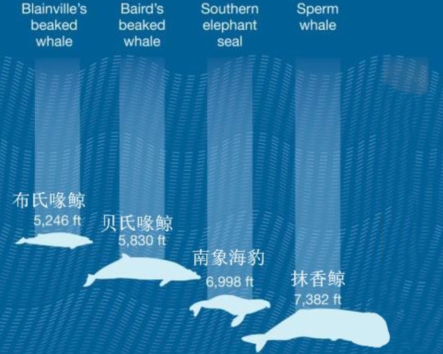 鲸鱼潜水深度是核潜艇的数倍,为什么?难道鲸鱼肉比钢材还硬?