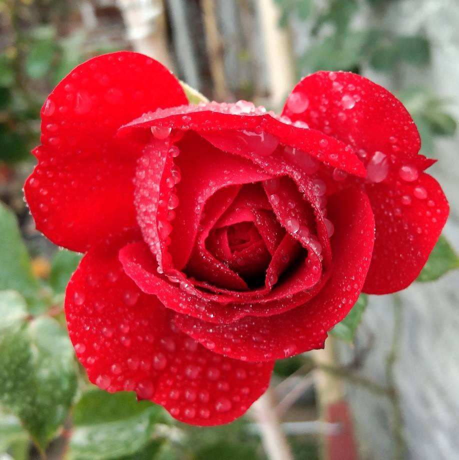 路边绿化带常见的花,居然都是国花,长知识了!