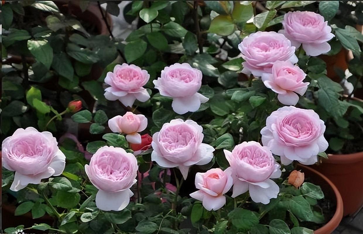 自带"仙气"的月季花,花型花色俱美,四季勤花