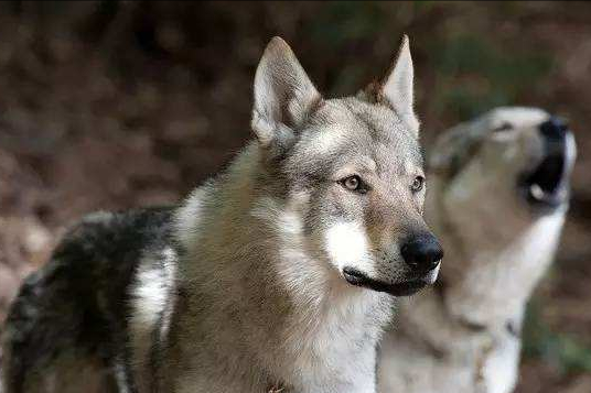 养一只"捷克狼犬"吧,你会爱上它的