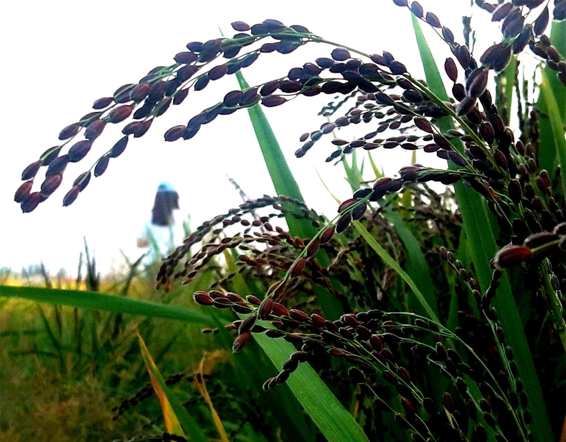 郯城:丰收"五彩旱稻"铺就"幸福路"