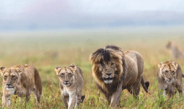 狮王刀疤:狮群称王达9年,同时控制5个狮群,一生为王,终得善终