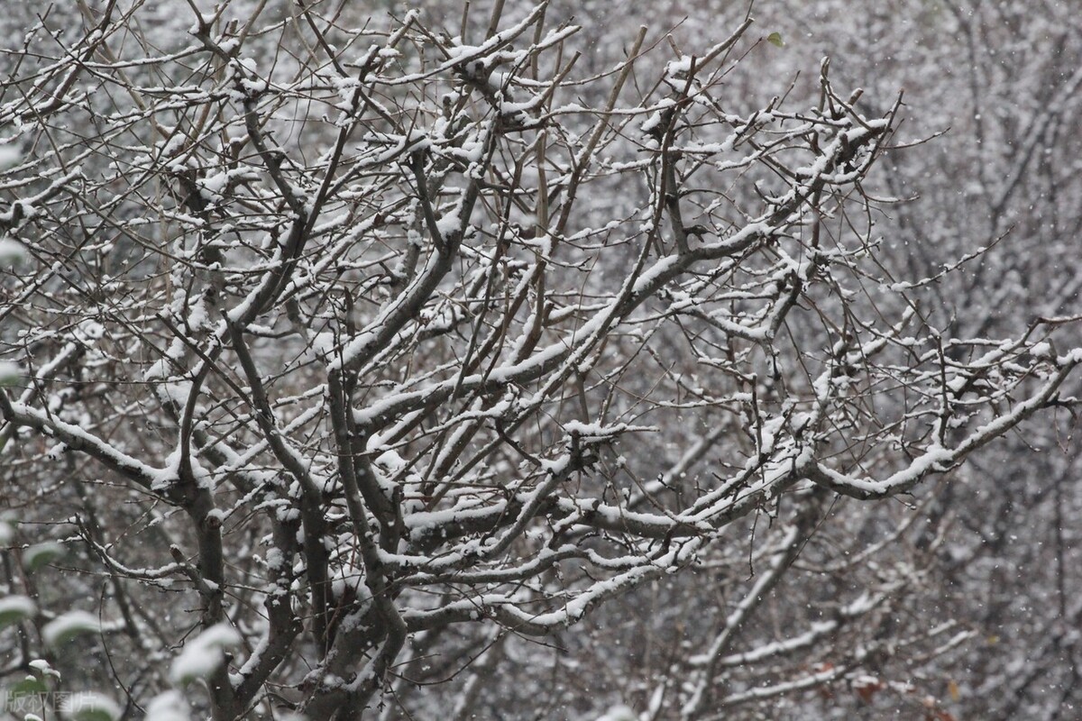 江苏南通雪压枝头俏 美不胜收