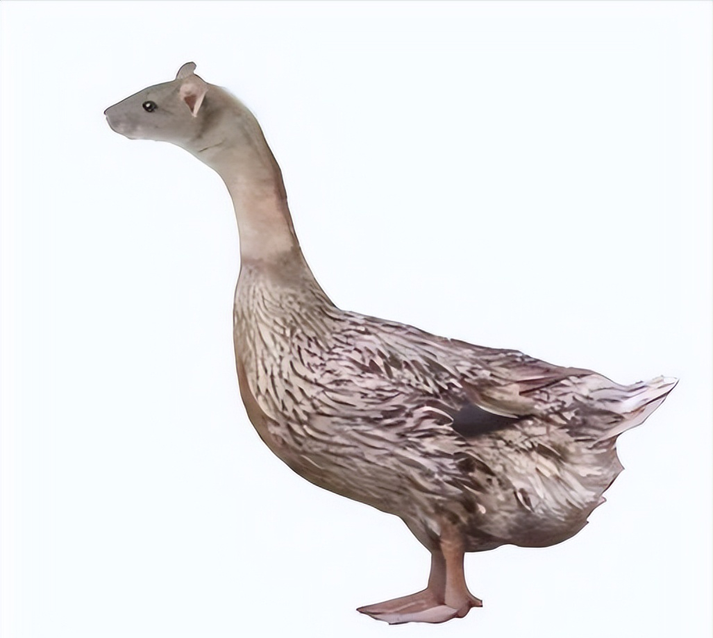 张志敏:近期梅西球迷,村超,快递小哥及指鼠为鸭,证明中国火起来