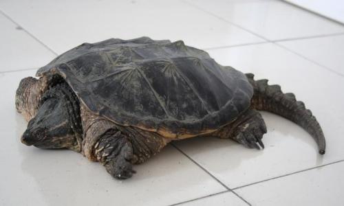 乌龟种类有哪些