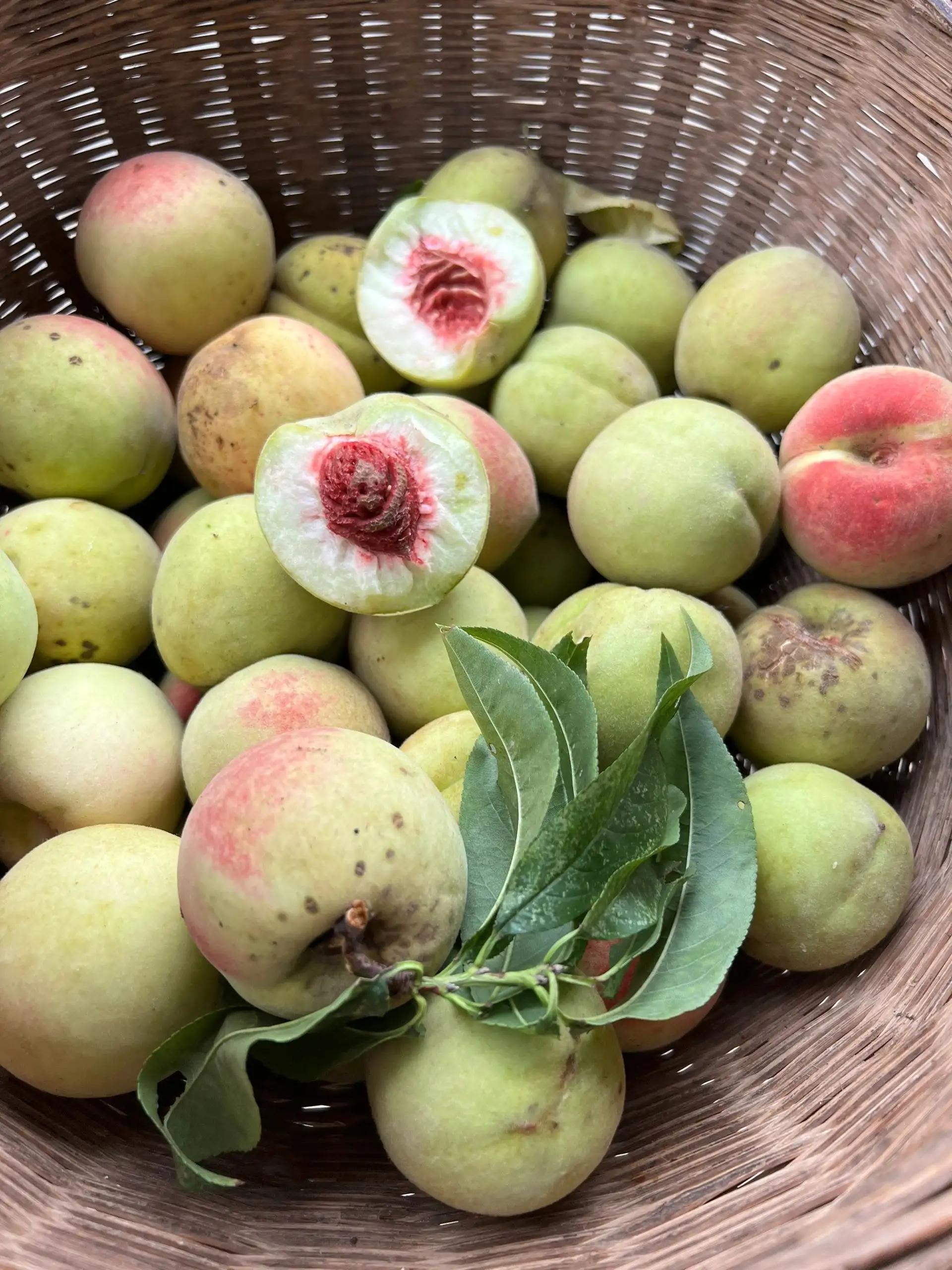 这样丑的桃子有人吃过吗?