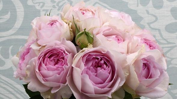 喜欢玫瑰,首选伊芙克莱尔,四季开花