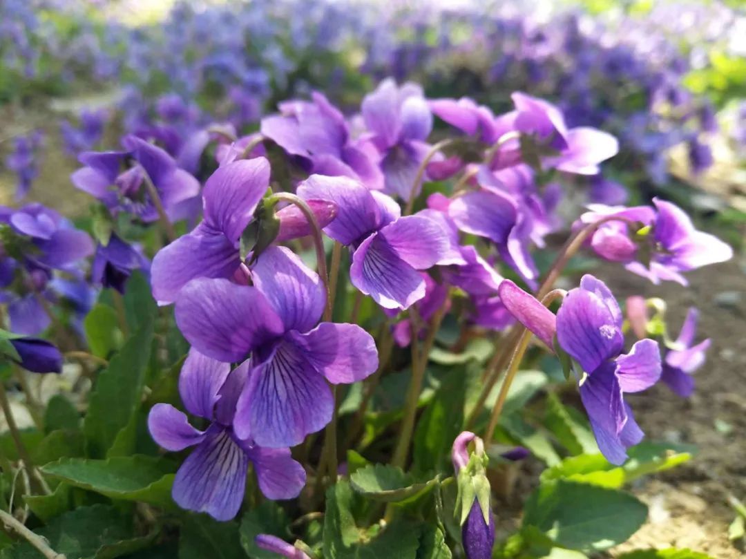 紫花地丁,春日,谁能拒绝这温柔的小可爱呢|花名册no.00108