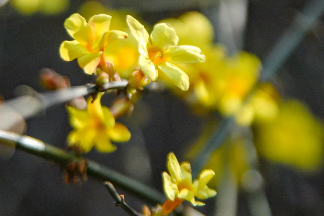 春前花发自迎春