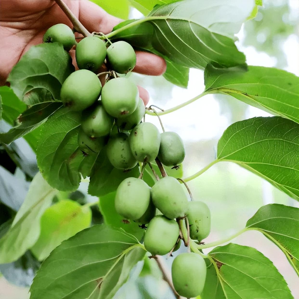 养花的同时顺便种棵果树,既能欣赏,又能饱口腹之欲,耐寒易养活