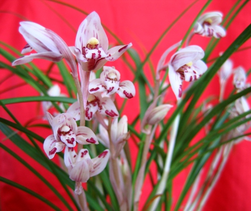 莲瓣兰中名列前茅的兰花,剑阳蝶,花姿高雅,花品出众,值得收藏