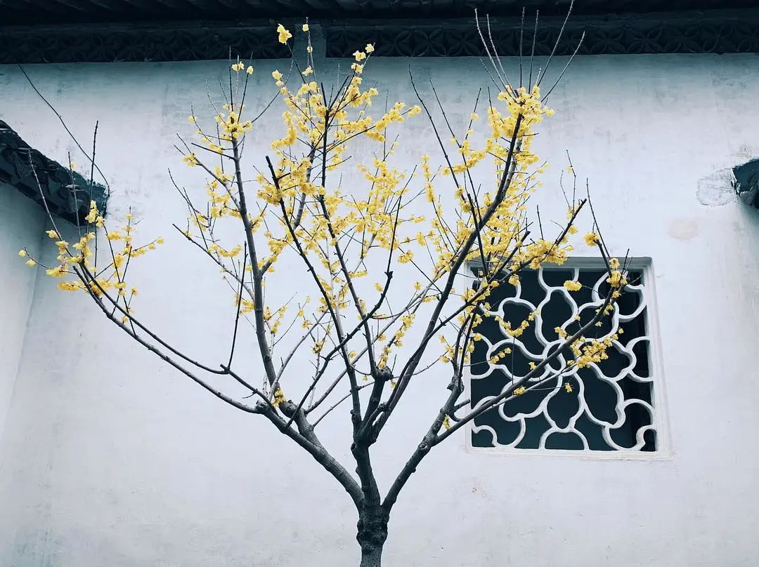 苏州园林里的腊梅已经陆续绽放 一起去踏雪寻梅吧