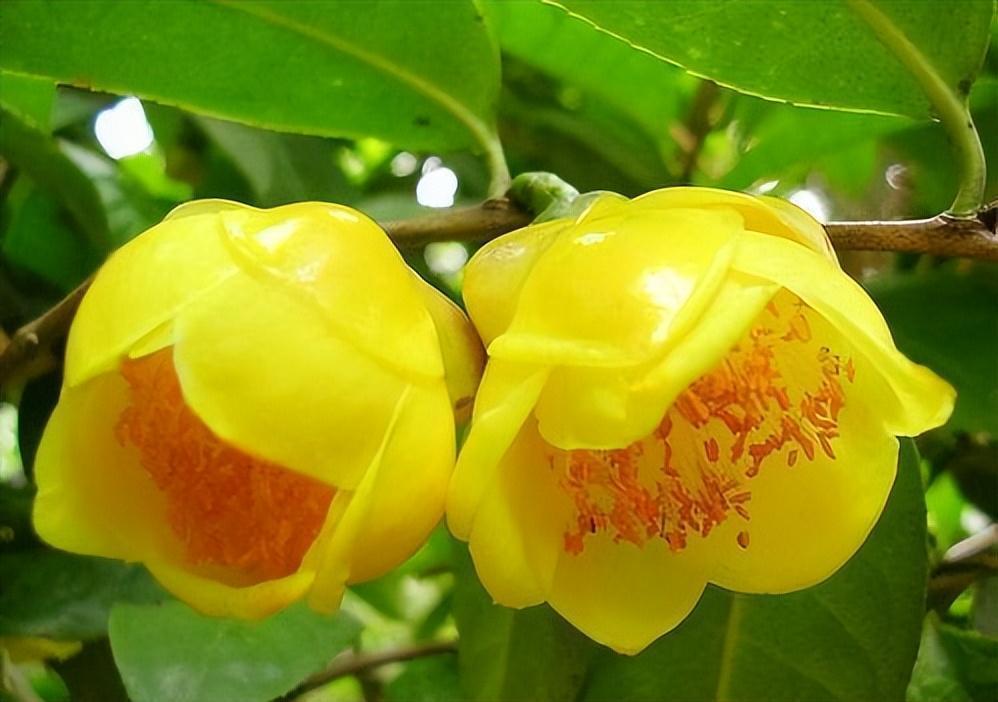 此花被誉为"植物金丝猴",金黄喜庆,营养丰富,耐赏佳品