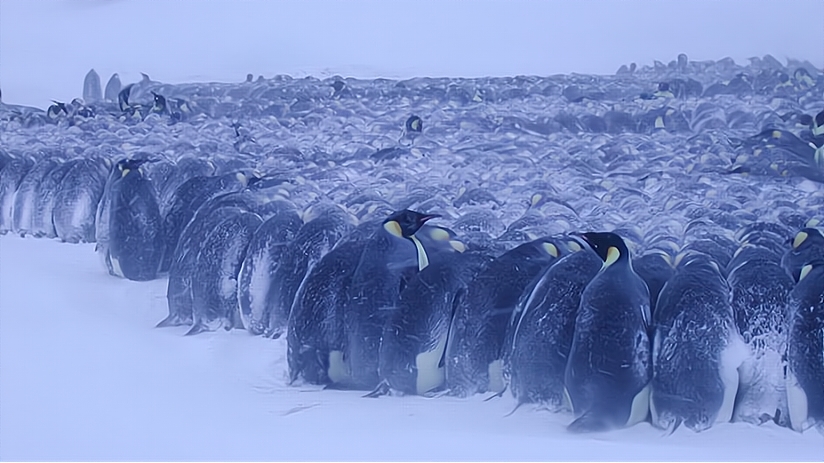 帝企鹅暴风雪图片