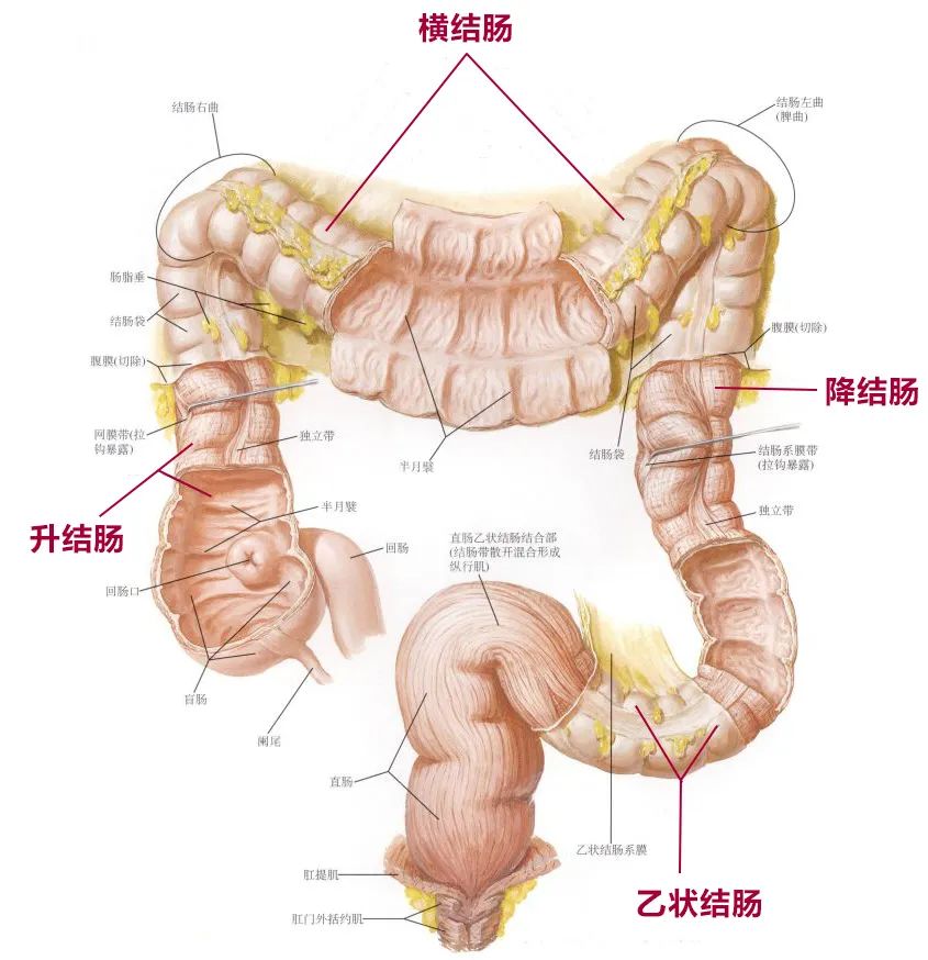 横结肠的作用图片