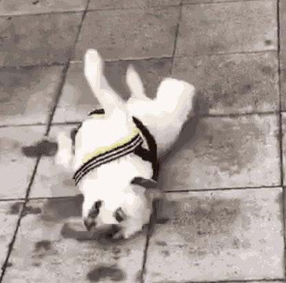 416_411gif 动态图 动图