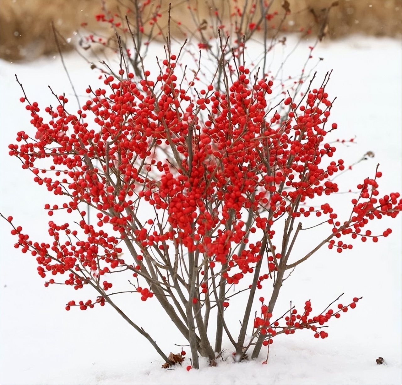 北美冬青其实很好养,注意这几点,新手也能养爆盆