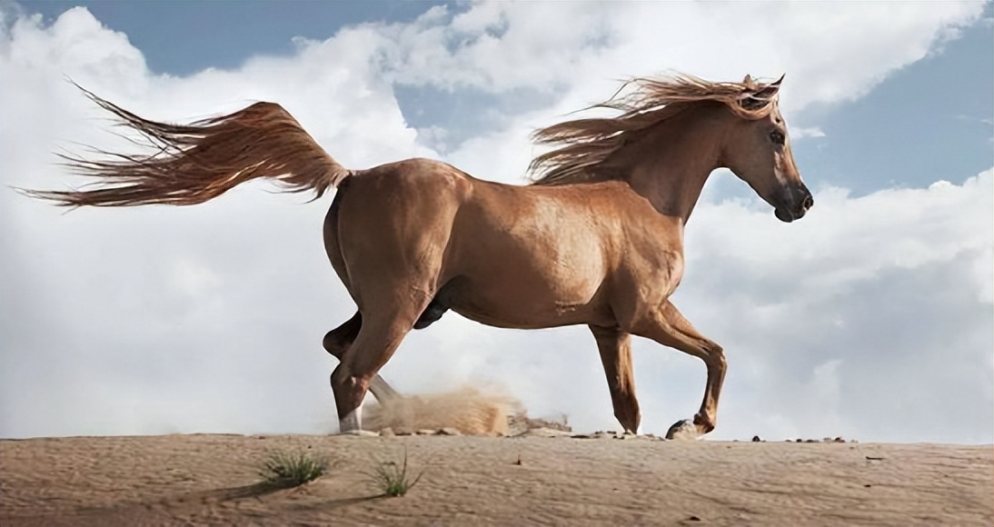 一骑绝尘,万马奔腾,无处不在的马,在人类文明中发挥了何等作用