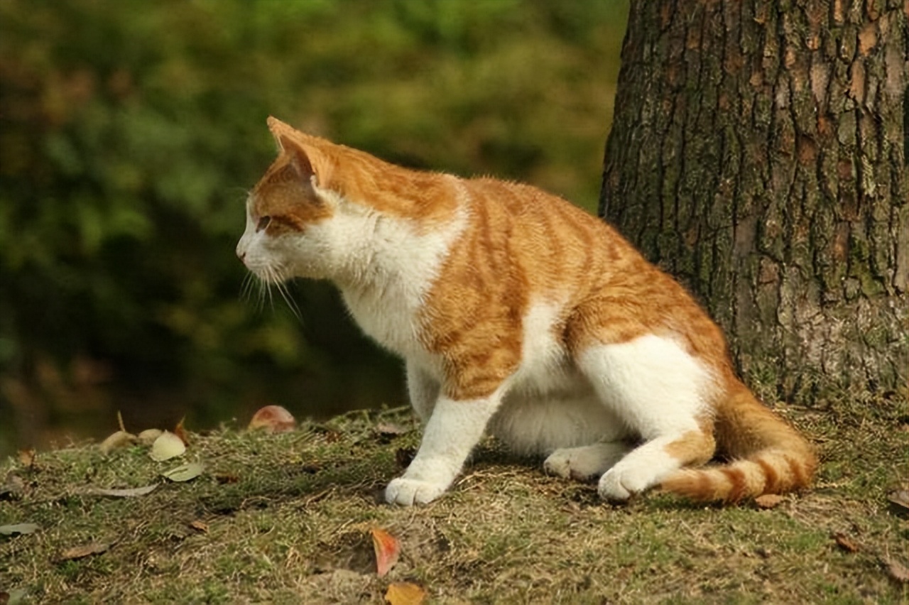 "黄狸猫"真好养,网友;养了根本不想换猫