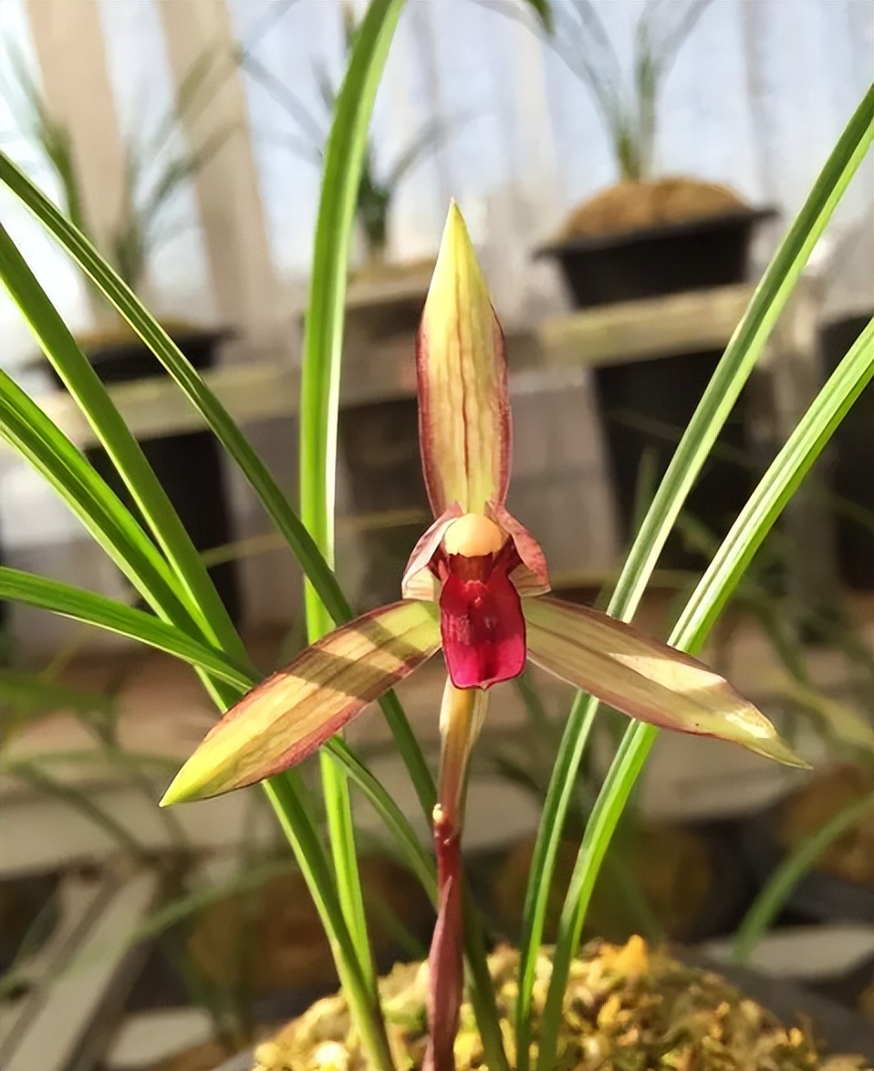 春兰红素经典"滇红素",红花绿叶,清香扑鼻,宛如紫红绸缎一般