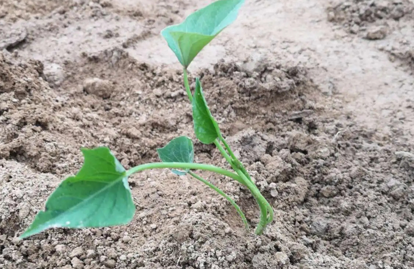 栽种红薯苗别大意,掌握4点移栽技巧!缓苗快,发根早,成活率高