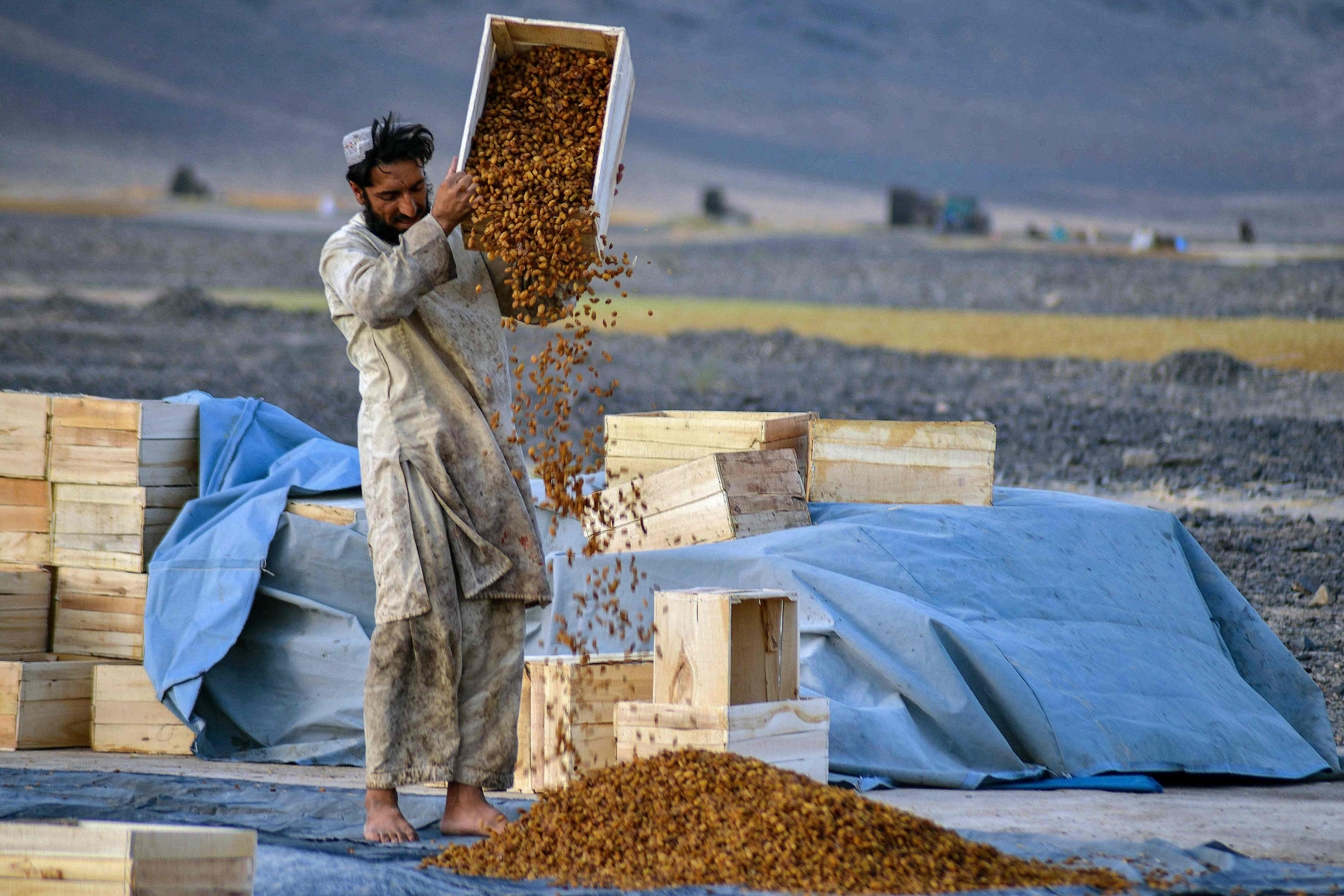 阿富汗:晾晒葡萄干