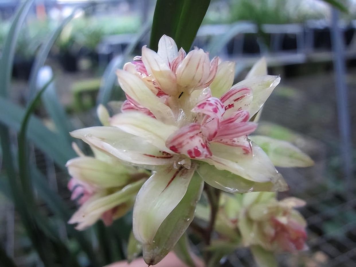 富山奇蝶兰花,花型独特,花色艳丽,香气浓郁,新手也能养好