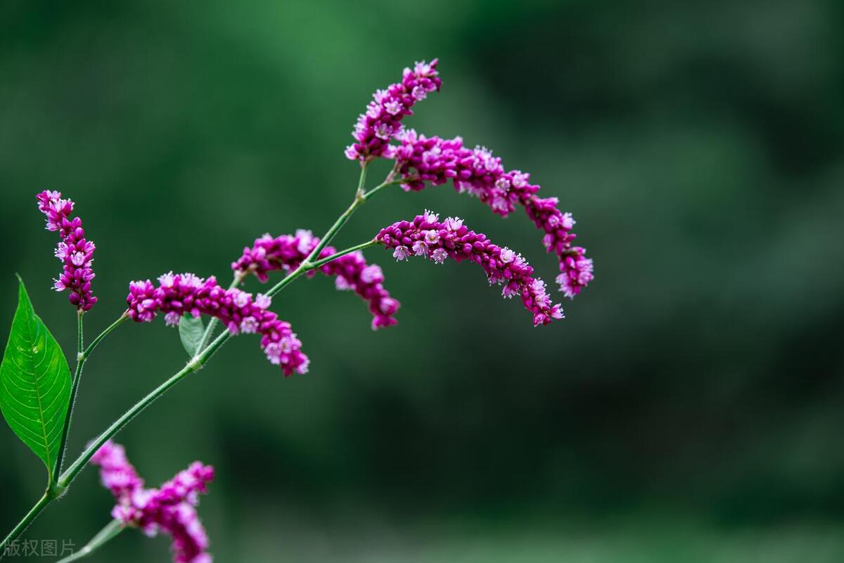 秦观满庭芳红蓼花繁图片