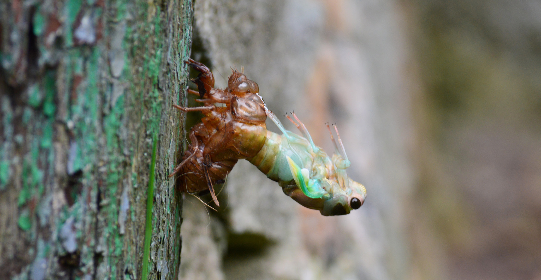 知了在树上产卵,知了却从地下爬出,为什么?