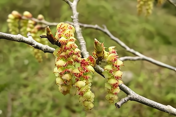 《山海经》5大奇花异果,人人想得到,你倾向于哪种