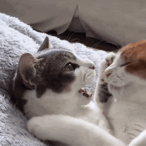 300_300gif 动态图 动图