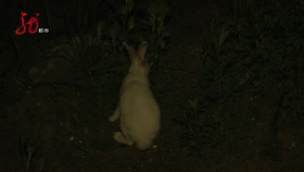 路边惊现几十只小兔子,蹦蹦跳跳在吃草!竟然是被遗弃的!