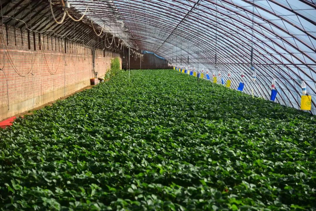 兴寿草莓采摘正当时!进棚采摘or直播闪送,别错过"莓"好时光