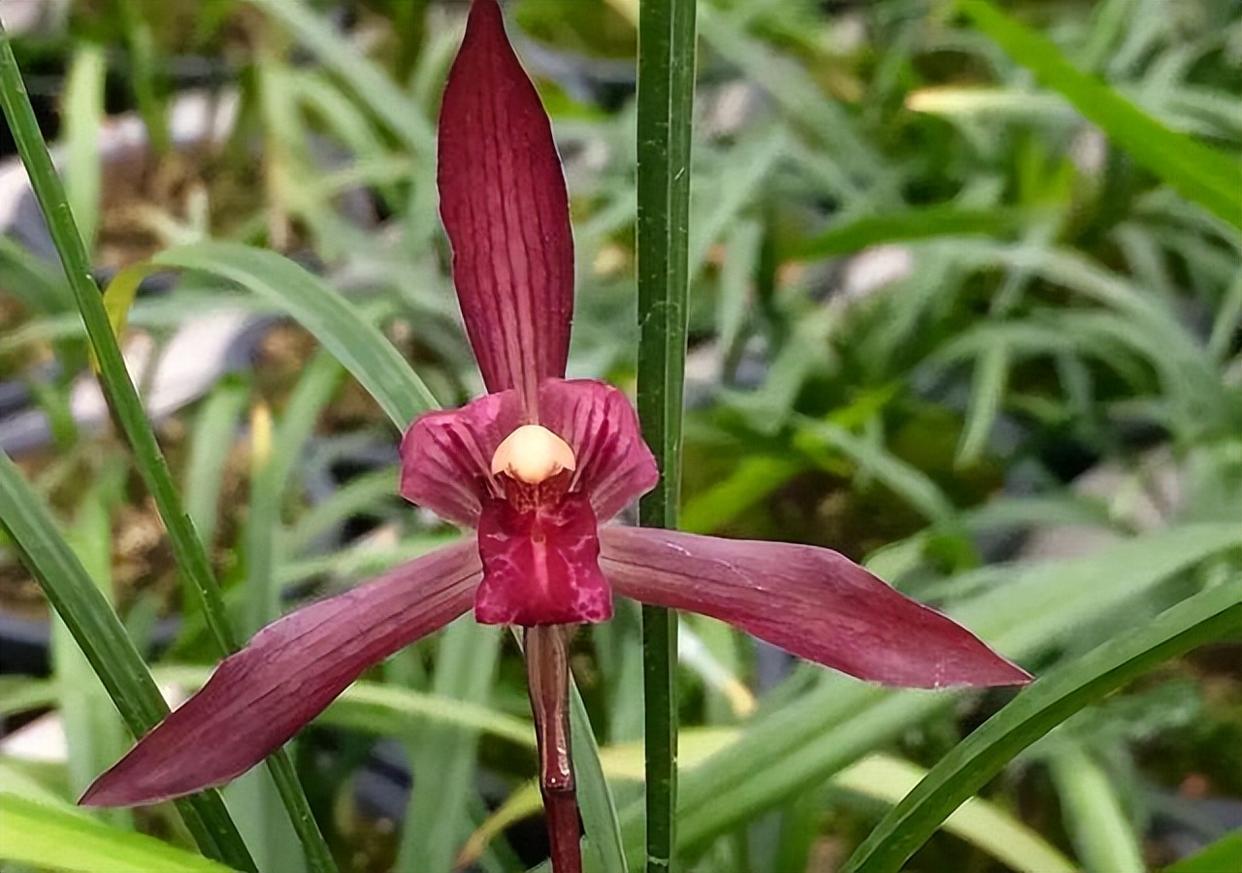 顶级色花——娄山红