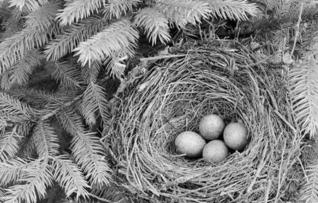 《伊犁的故事》童趣——掏鸟窝