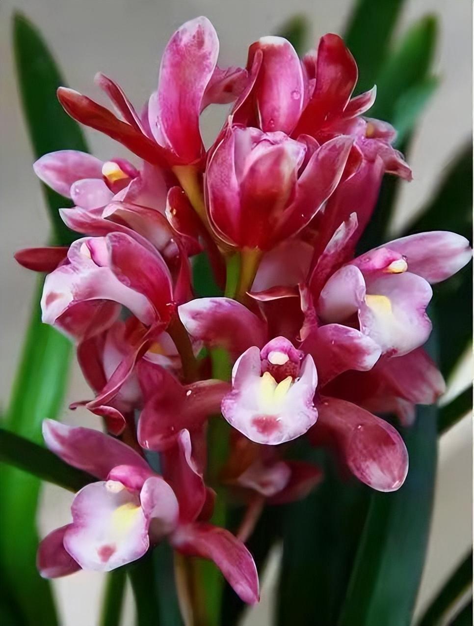 香妃兰是"香花之首",花色艳丽,香气扑鼻,养护简单,花期较长