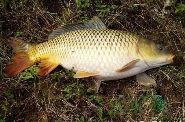 夜釣鯉魚,得靠這些技巧,大鯉魚排隊咬鉤