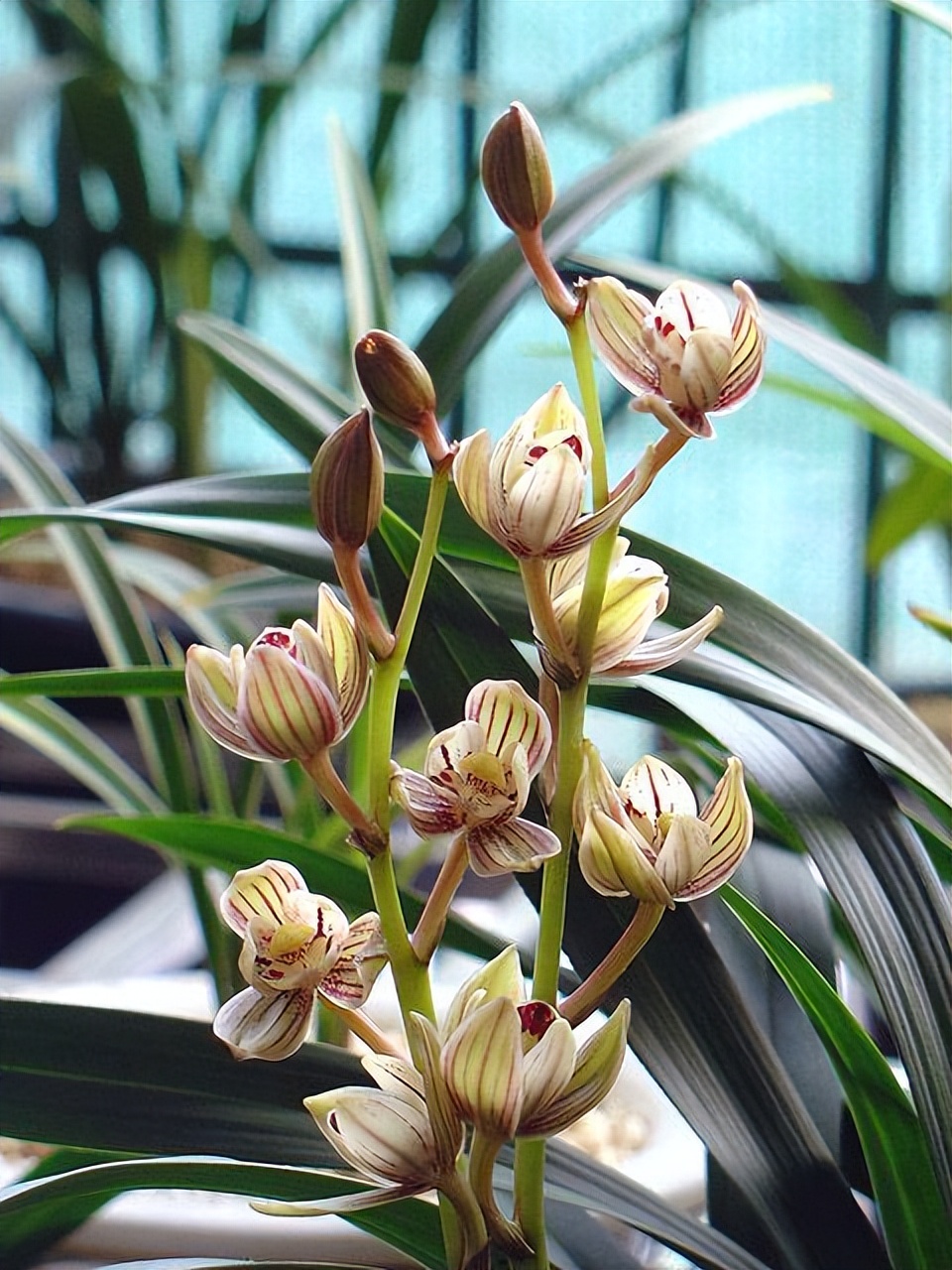 建兰名品"金荷"兰花,花型圆润,易花易芽,香气馥郁,适合新手