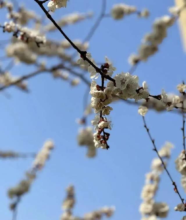 聊城冠县下雪了