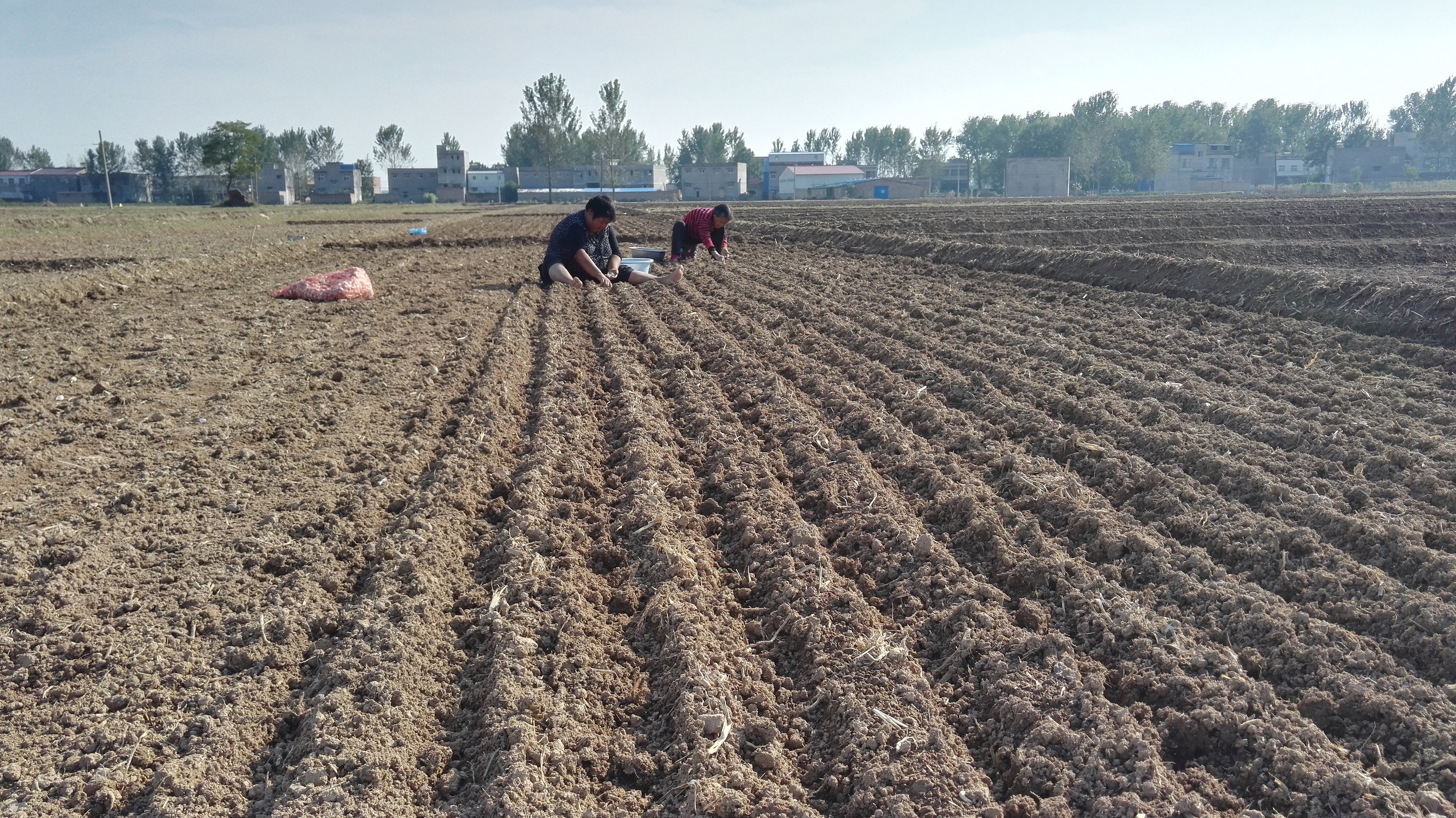 大蒜什么时候种?有什么栽培方式?种植后如何管理?