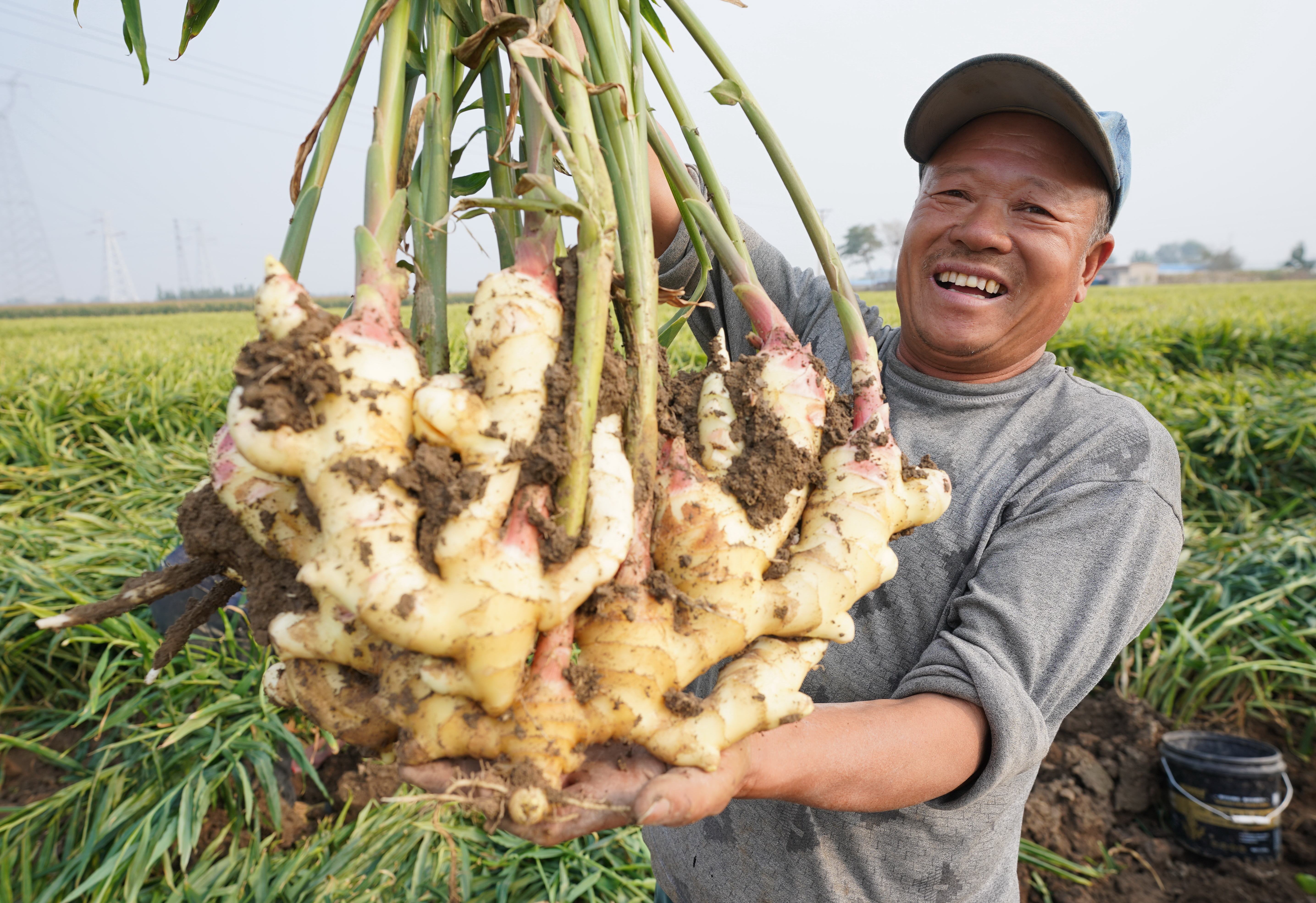 河北唐山:收获生姜(1)