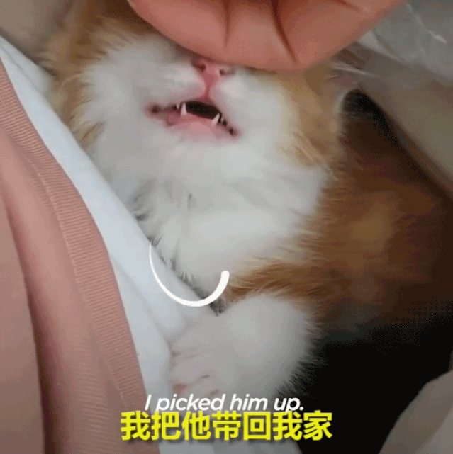 天生瘫痪的小橘猫,竟然能恢复自由奔跑!