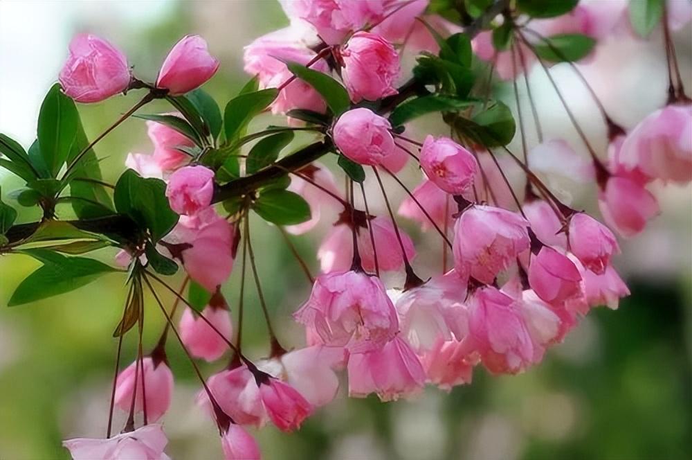 养花就养1棵垂丝海棠,巧妙一修剪,长成株型美的盆景,开花多